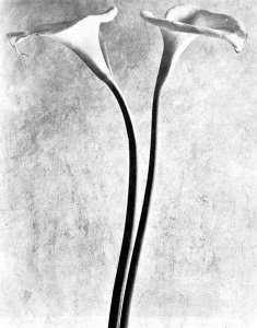 phoca_thumb_l_001 alcatraces